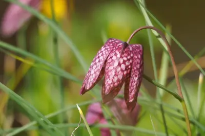De Brommerd kievietsbloem
