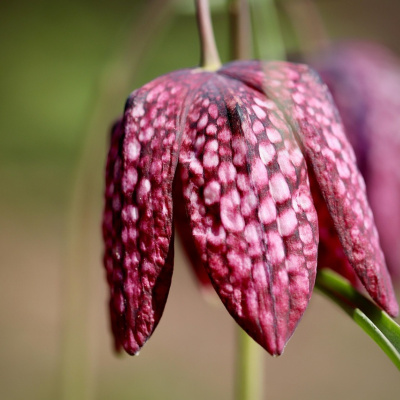 Ontdek Zwartewaterland