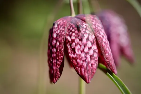 Ontdek Zwartewaterland